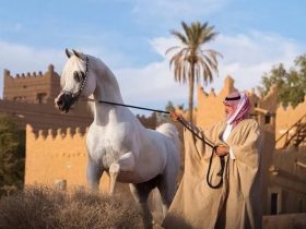 افتتحت بطولة منطقة القصيم لجمال الخيل العربية الأصيلة 2026 منافساتها