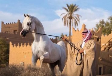 افتتحت بطولة منطقة القصيم لجمال الخيل العربية الأصيلة 2026 منافساتها