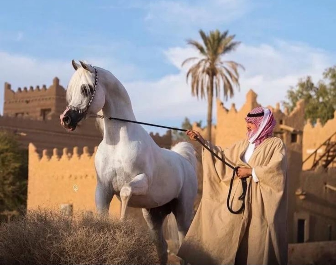 افتتحت بطولة منطقة القصيم لجمال الخيل العربية الأصيلة 2026 منافساتها