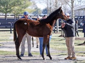 أقدم رجل الأعمال السعودي عمرو زيدان على شراء مهر بسعر قياسي