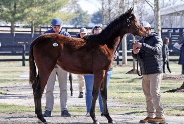 أقدم رجل الأعمال السعودي عمرو زيدان على شراء مهر بسعر قياسي