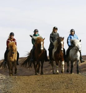 يحافظ المربون في آيسلندا على نقاء السلالة منذ قرون