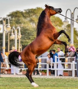 جدول دولي مكثف يضم مئات العروض المعتمدة تحت إشراف ECAHO