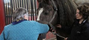 للتفاعل مع الخيول أثر إيجابي على صحة المسنين