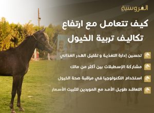 كيف تتعامل مع ارتفاع تكاليف الخيول