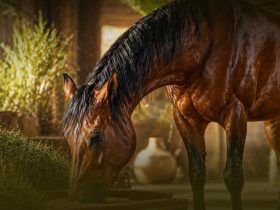 القبض على شبكة لسرقة الخيول