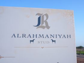مهرجان مربط الرحمانية: احتفاء بالأصالة والخيول العربية في السعودية