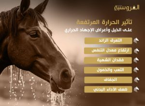 تأثير الحرارة المرتفعة على الخيل وأعراض الإجهاد الحراري