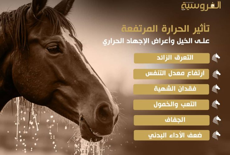 تأثير الحرارة المرتفعة على الخيل وأعراض الإجهاد الحراري