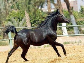 الخيل العربية الأصيلة: لماذا تُعد من أنقى سلالات الخيل في العالم؟