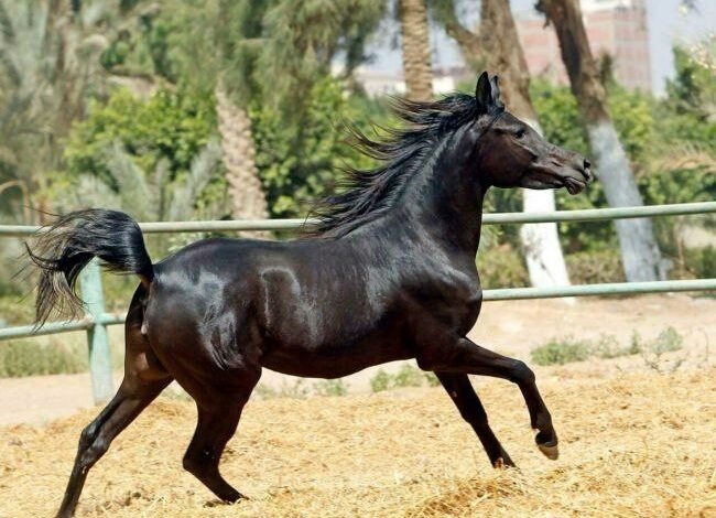 الخيل العربية الأصيلة: لماذا تُعد من أنقى سلالات الخيل في العالم؟