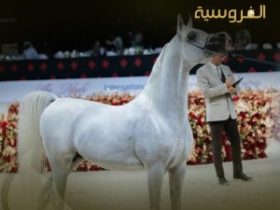 من ساحات البادية إلى المزادات العالمية: كيف تطورت تجارة الخيل في العالم العربي؟