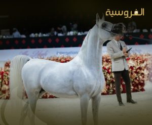 من ساحات البادية إلى المزادات العالمية: كيف تطورت تجارة الخيل في العالم العربي؟