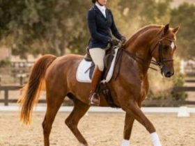 بين السرعة والهيبة: الفرق بين ترويض خيل السباقات وترويض خيل الجَمال