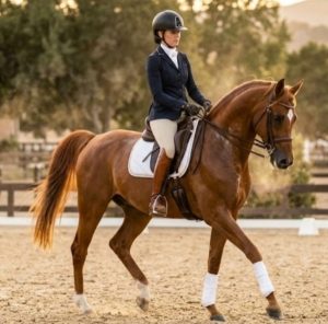 بين السرعة والهيبة: الفرق بين ترويض خيل السباقات وترويض خيل الجَمال