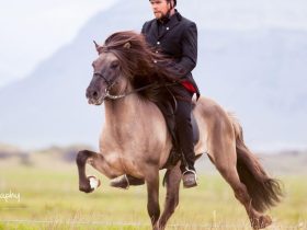 برامج التدريب المتوازنة.. المفتاح الحقيقي لرفع لياقة الخيل وتحسين أدائها