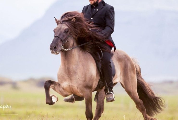 برامج التدريب المتوازنة.. المفتاح الحقيقي لرفع لياقة الخيل وتحسين أدائها
