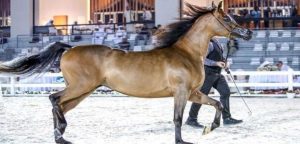 «كأس الإمارات العالمي لجمال الخيل العربية»