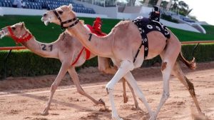 فئة الإيذاع من الفئات المهمة في سباقات الهجن