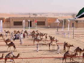 مهرجان الوثبة للهجن في أبوظبي