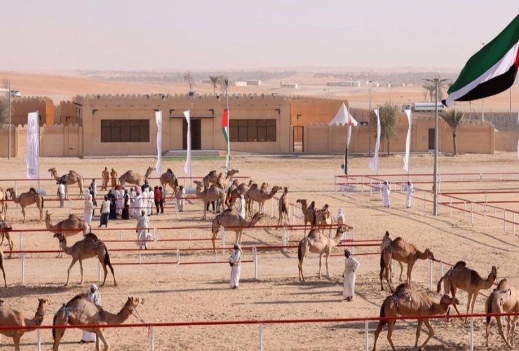 مهرجان الوثبة للهجن في أبوظبي