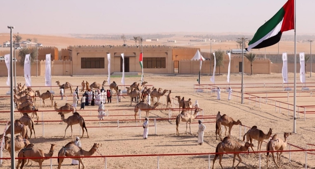 مهرجان الوثبة للهجن في أبوظبي