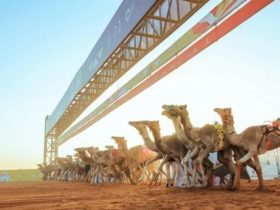 المهرجان الختامي السنوي لسباقات الهجن العربية الأصيلة