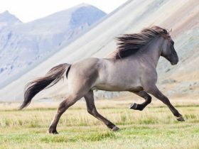 الخيل الكرباخي