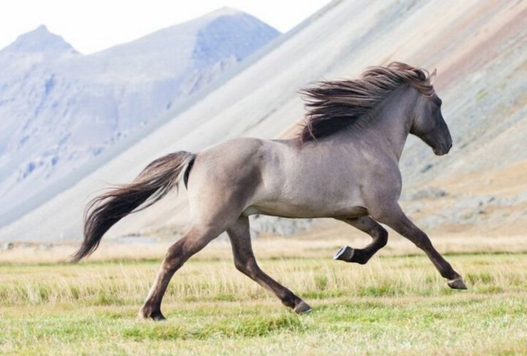 الخيل الكرباخي