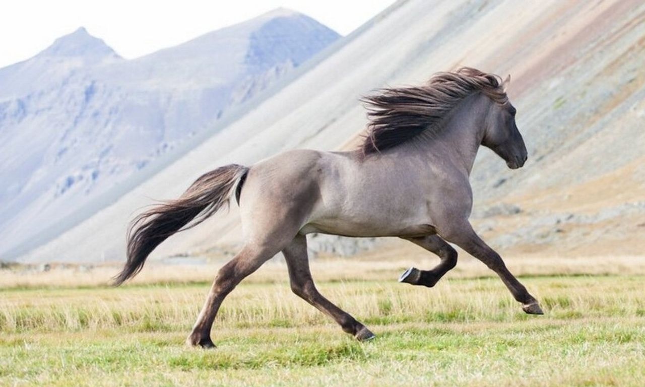 الخيل الكرباخي