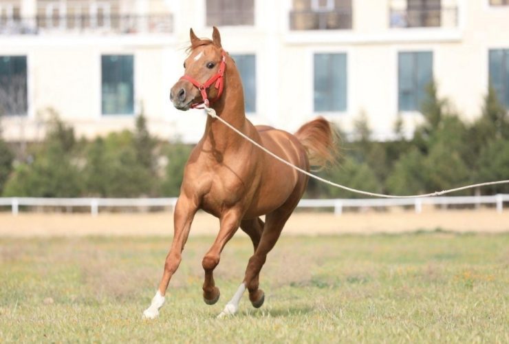 كيف تختلف احتياجات الطاقة لدى خيول الفروسية