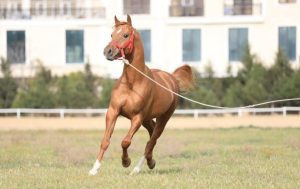 تراجع في أعداد الخيل الكرباخي نتيجة الحروب والاضطرابات السياسية في منطقة القوقاز