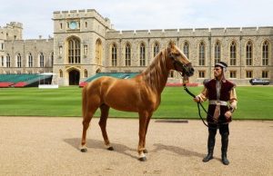 الاهتمام بالخيل الكرباخي منذ مطلع التسعينيات