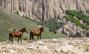 هذه الخيول جزء مهم من تاريخ القوقاز