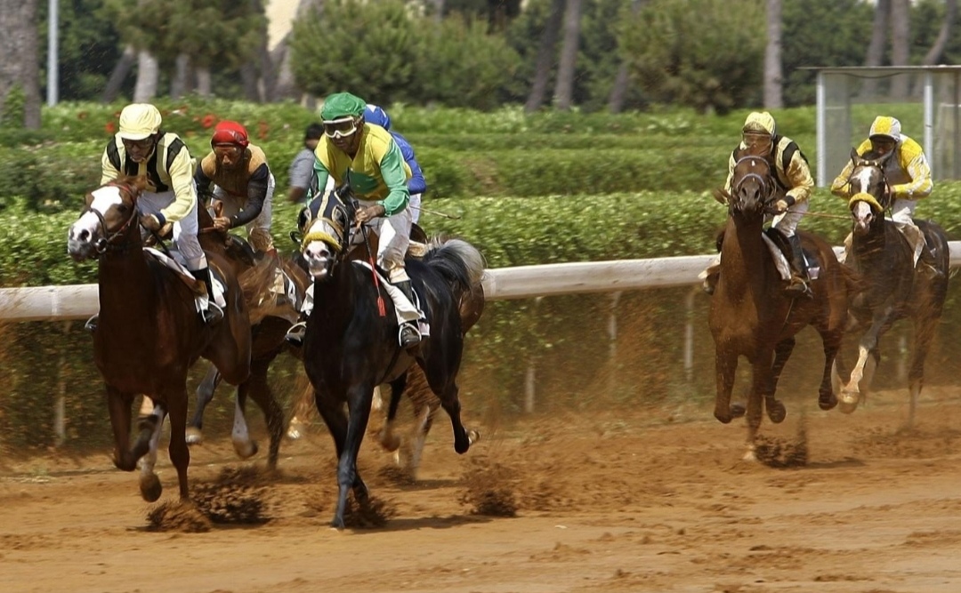 سباقات الخيل في لبنان