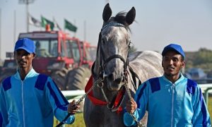 تمتلك السعودية تاريخاً طويلًا مع الخيل العربية الأصيلة