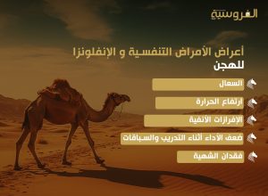 الأمراض التنفسية لدى الهجن : خطر خفي يهدد صحة المطايا وأدائها في السباقات