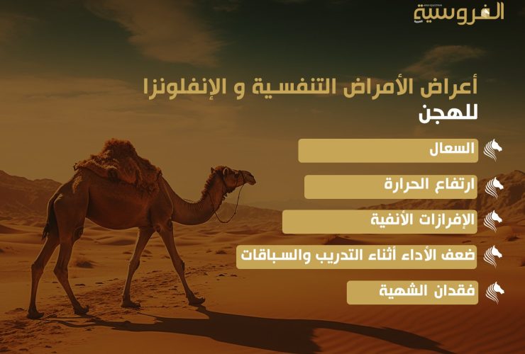 الأمراض التنفسية لدى الهجن : خطر خفي يهدد صحة المطايا وأدائها في السباقات