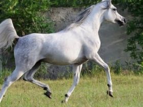 فهم سلوك الخيل.. المفتاح الحقيقي لبناء علاقة ناجحة وآمنة مع الحصان