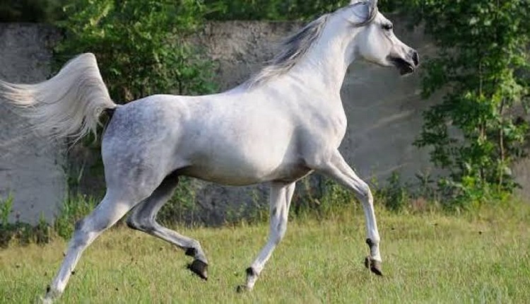 فهم سلوك الخيل.. المفتاح الحقيقي لبناء علاقة ناجحة وآمنة مع الحصان