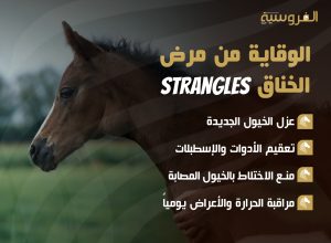 الوقاية من مرض الخناق Strangles