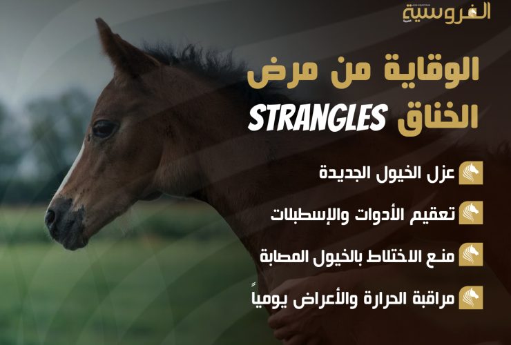 الوقاية من مرض الخناق Strangles