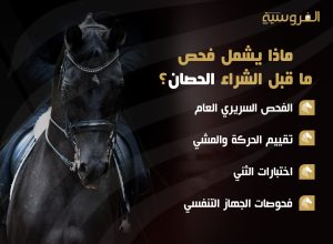 فحص ما قبل شراء الخيل.. الخطوة الذكية لحماية استثمارك وضمان الاختيار المثالي