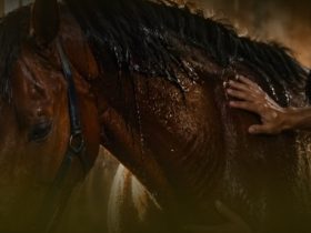رعاية الخيل المصاب: بين التشخيص المبكر وخطة العلاج المتكاملة