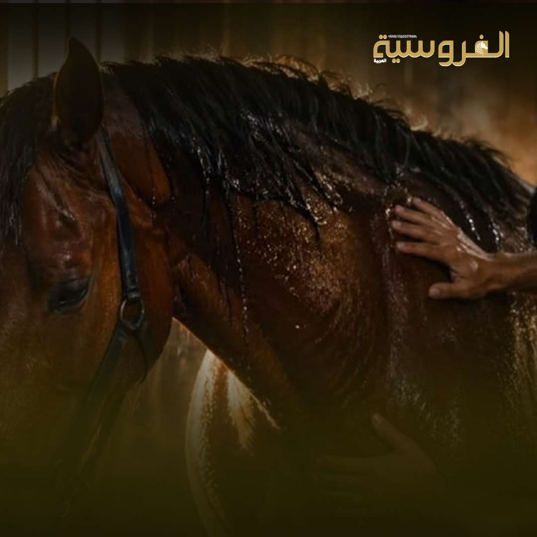 رعاية الخيل المصاب: بين التشخيص المبكر وخطة العلاج المتكاملة