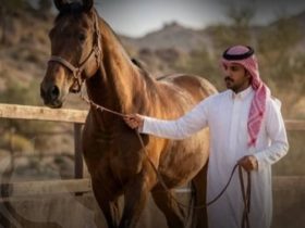 الفروسية السعودية.. رعاية قيادية تصنع ريادة عالمية للخيول العربية