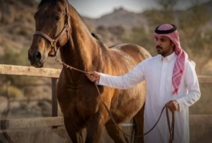 الفروسية السعودية.. رعاية قيادية تصنع ريادة عالمية للخيول العربية