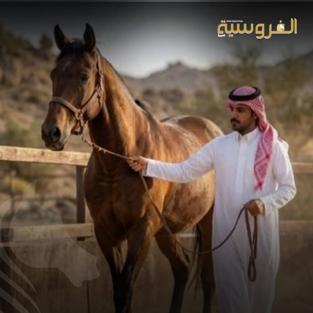 الفروسية السعودية.. رعاية قيادية تصنع ريادة عالمية للخيول العربية