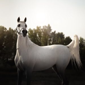 الخيل العربي في مربط الرحمانية