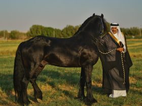 عبد الرحمن بن عبدالله مع الخيل